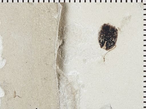 undet. Coleoptera