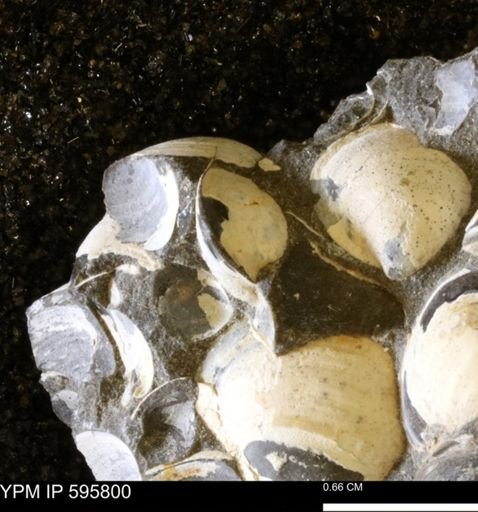Protocardia sp.
