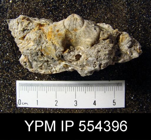 Eatonia sp.