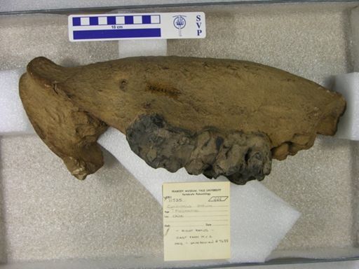 Cuvieronius andium