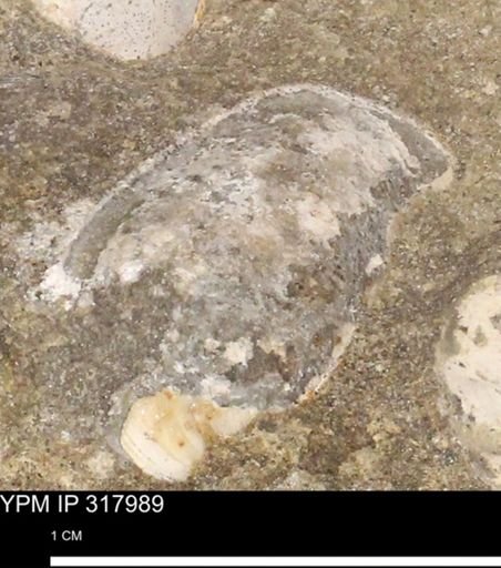 undet. Mollusca