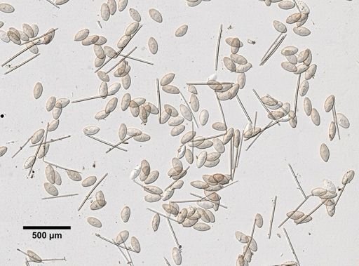 Erylus ministrongylus