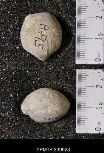 Kingena wacoensis