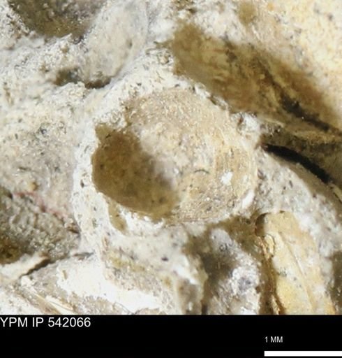 Corbulamella gregaria