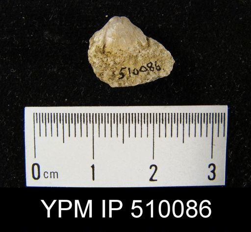 Dalmanella?
