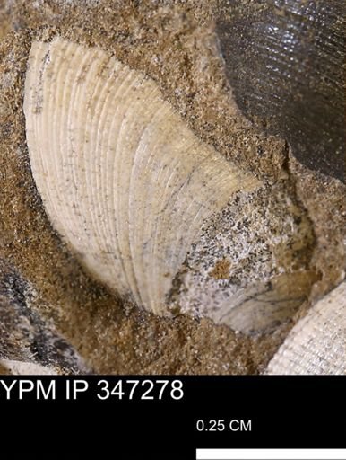 Limopsis striatopunctatus