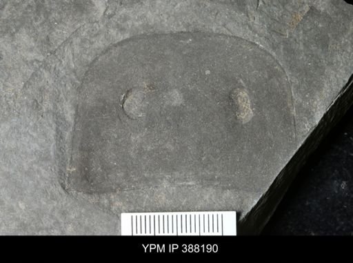 Eurypterus lacustris