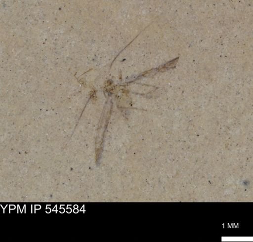 undet. Insecta