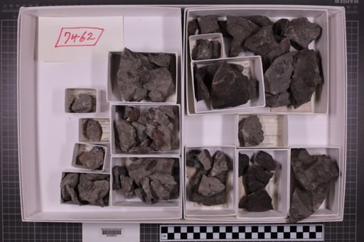 mixed taxa, stratigraphic collection