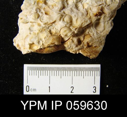 Anoplia nucleata