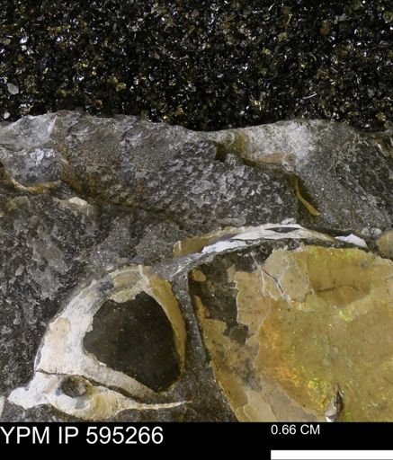 Oxytoma (Hypoxytoma) nebrascana