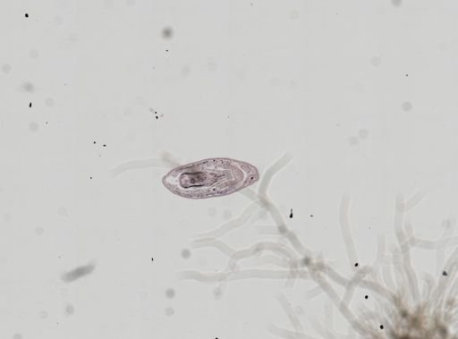 Plagiostomum whitmani