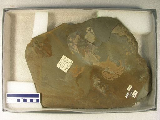 Platypterna deanii