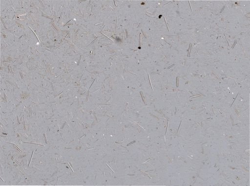 Bacillariophyceae