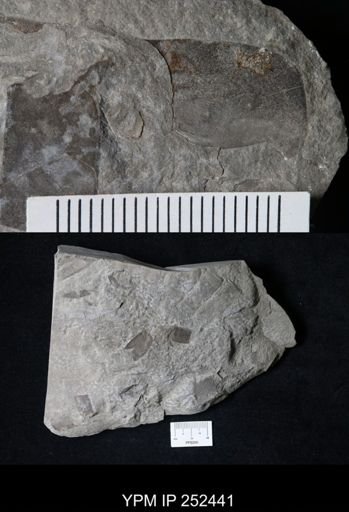 undet. Eurypterida