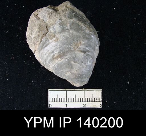 Productus (Striatifera) compressus