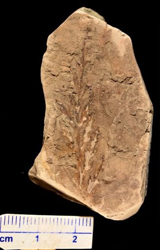 Asplenium dicksonianum