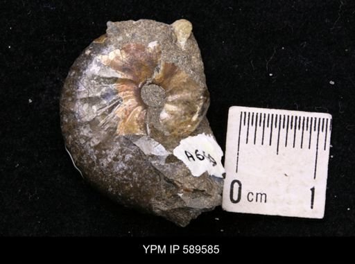 Hoploscaphites comprimus