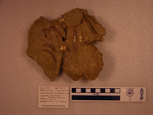 Stylinodon inexplicatus