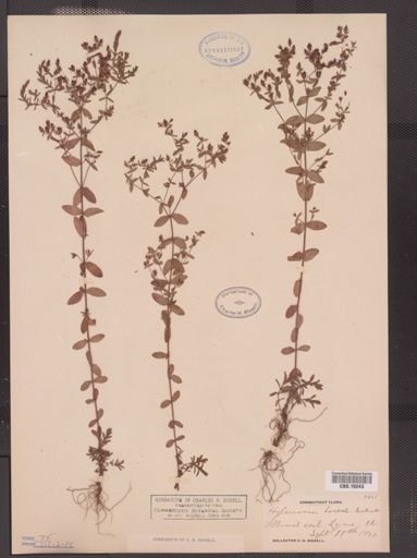 Hypericum boreale