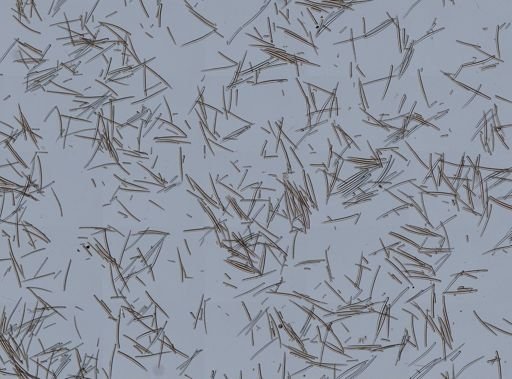 Isodictya deichmannae