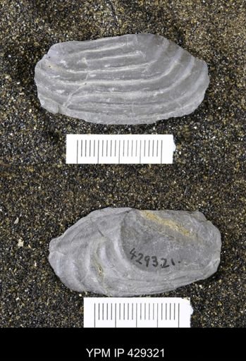 Grammysioidea arcuata