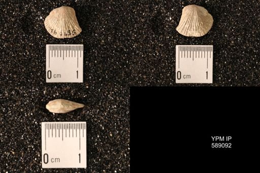 Dinorthis subquadrata