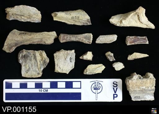 Platecarpus sp.