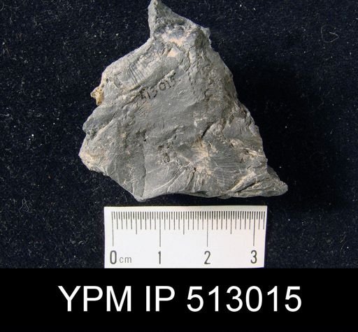 Productus sp.