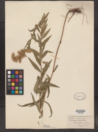 Solidago odora