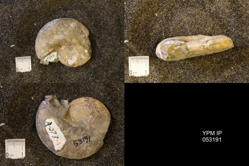 Discoscaphites conradi