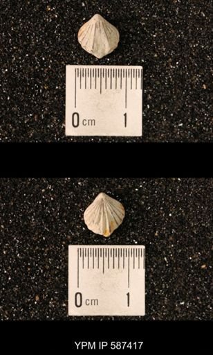 Camarotoechia whitei