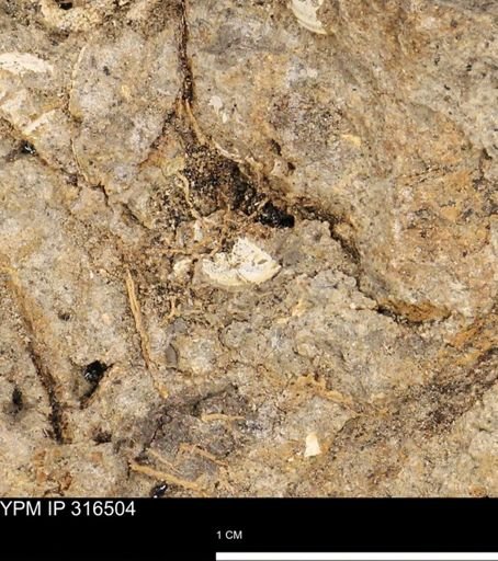 undet. Mollusca