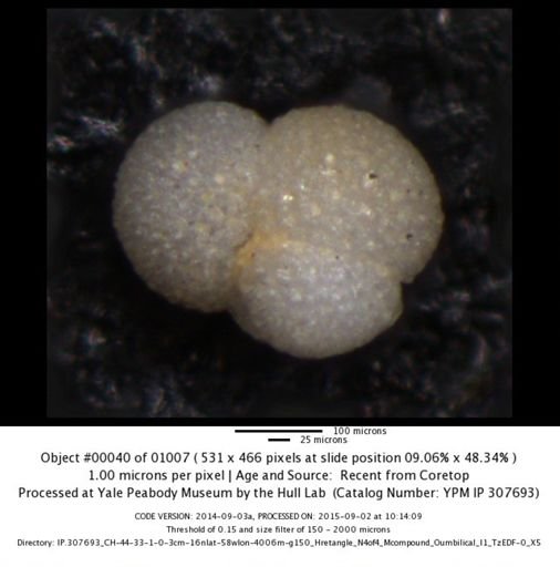 Globigerinoides sacculifer