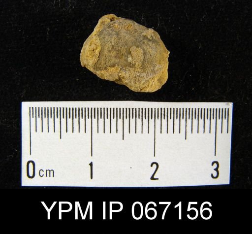Schizophoria impressa