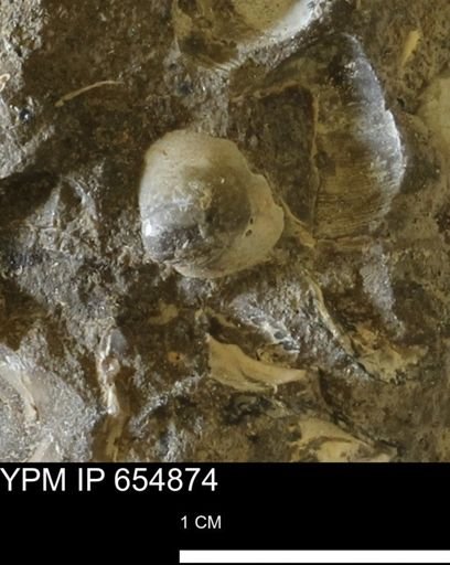 Protocardia