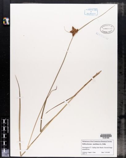 Bolboschoenus maritimus