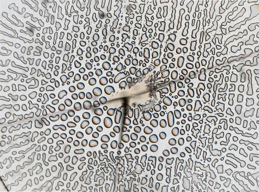Facelina bostoniensis