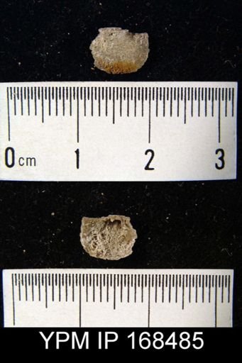 Leptaenisca sp.