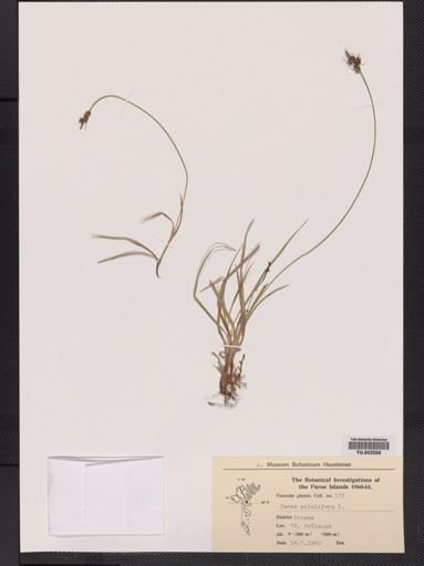 Carex