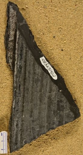 Sigillaria sp.