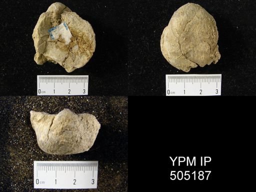 Linoproductus sp.