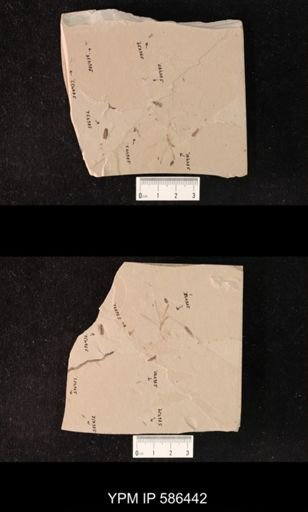 undet. Mordellidae