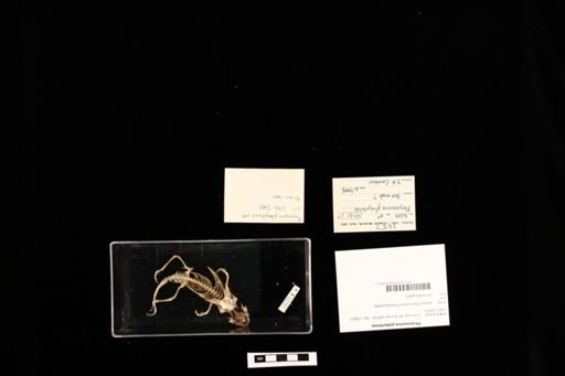 Phrynosoma platyrhinos