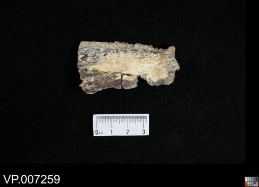 Saurodon ferox?