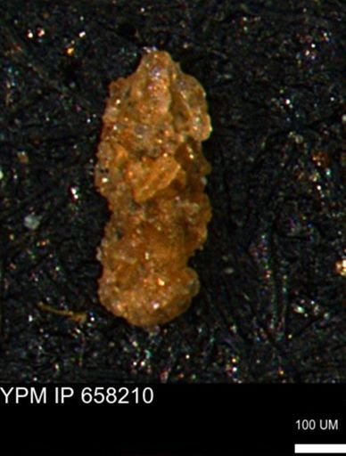 Ammobaculites subcretaceus