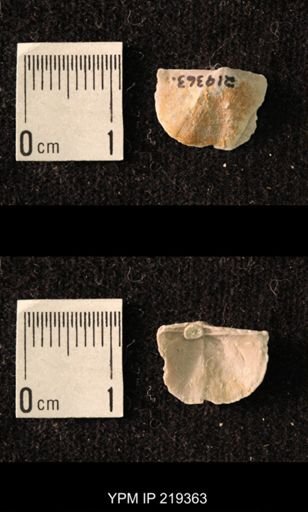 Chonetes granulifer