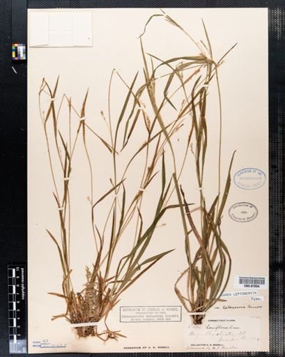Carex leptonervia