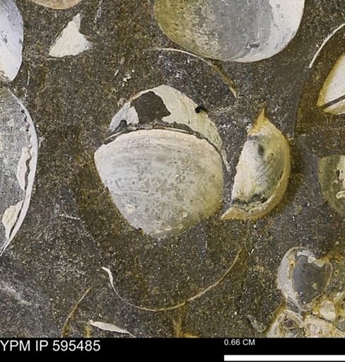 Protocardia sp.