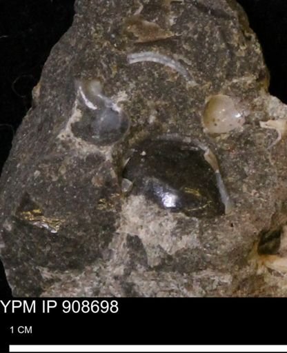 undet. Turritellidae
